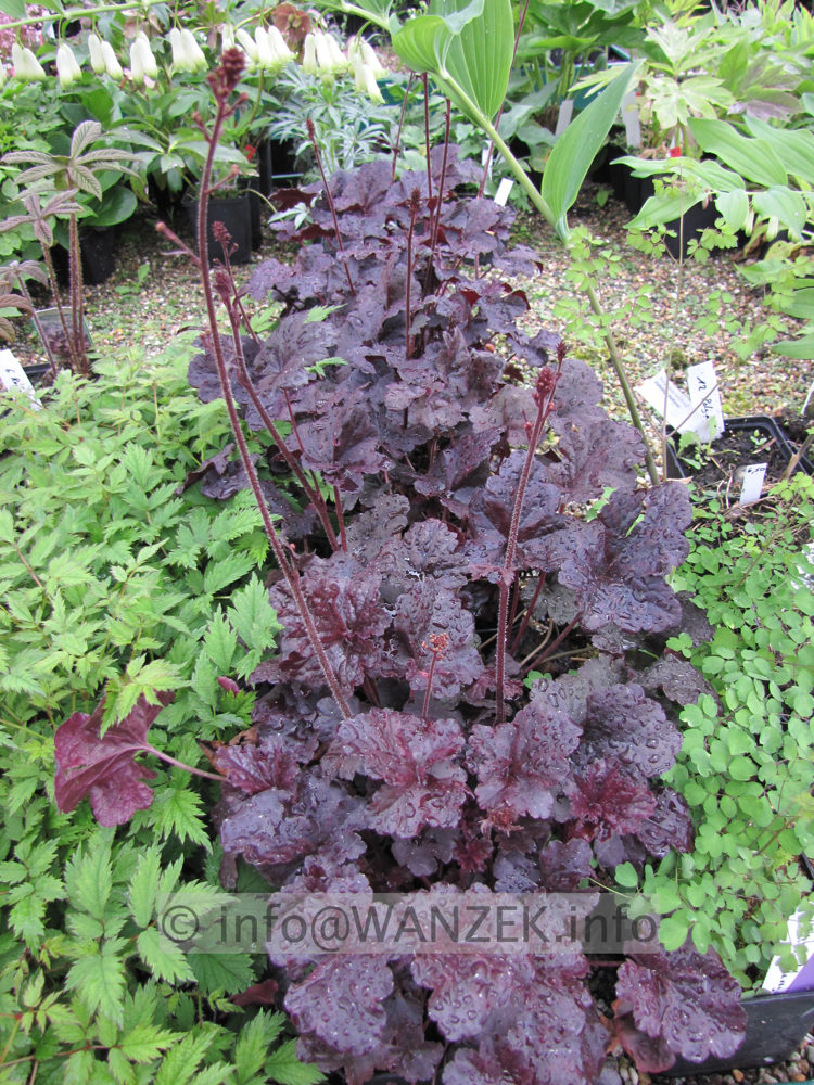 Heuchera Hybride Obsidian.JPG